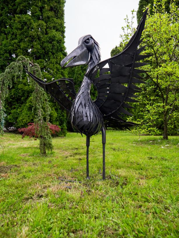 Pelikán