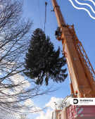 Osadenie vianočného stromčeka 2025